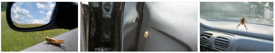насекомые в автомобиле
