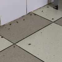 Фото уничтожения насекомых