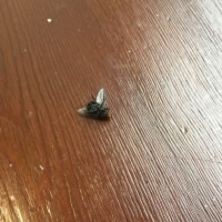 Истребление мух в частном доме фото