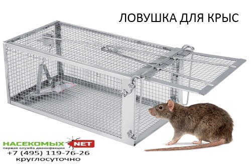 ловушка для крыс