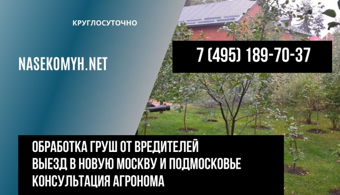 обработка груш от вредителей