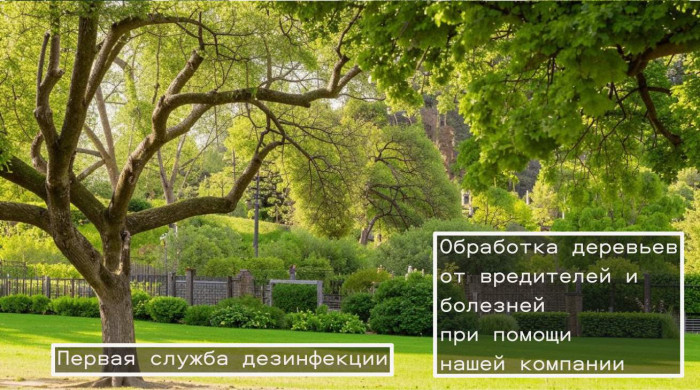 Обработка деревьев от вредителей