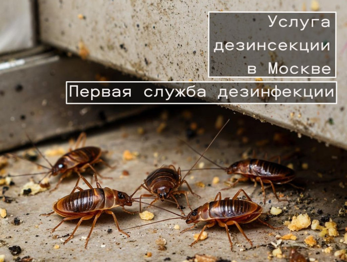 профессиональная услуга дезинфекции в Москве