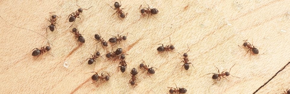 Макет муравейника своими руками в детском саду