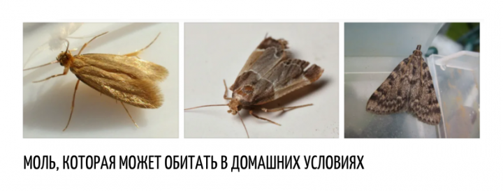 избавиться от моли