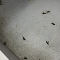 Уничтоженные насекомые фото