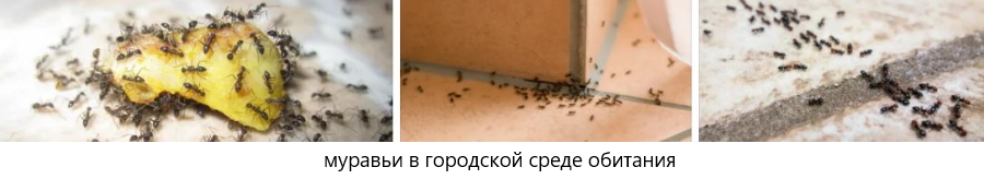 дезинсекция муравьёв