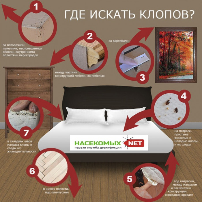 обработка клопов в квартире цена