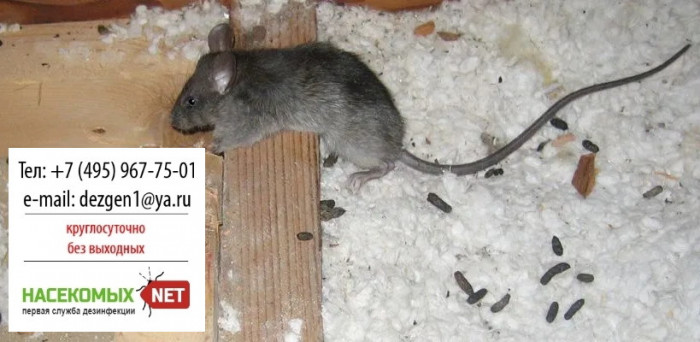 уничтожить мышей на даче