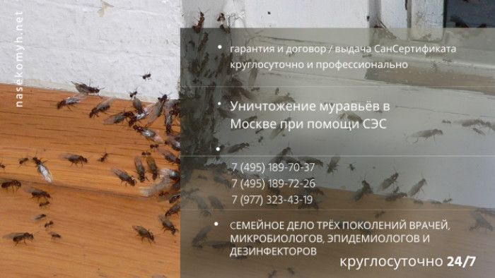 избавиться от рыжих муравьёв