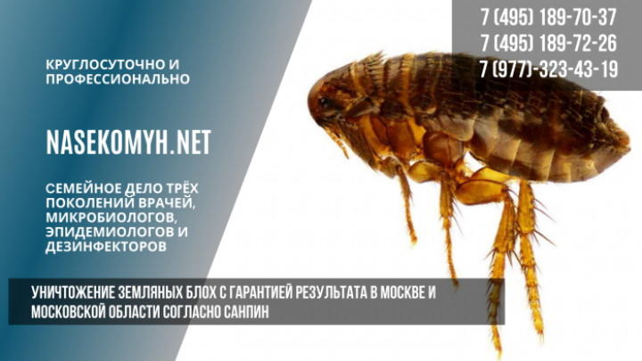 удаление земляных блох с гарантией
